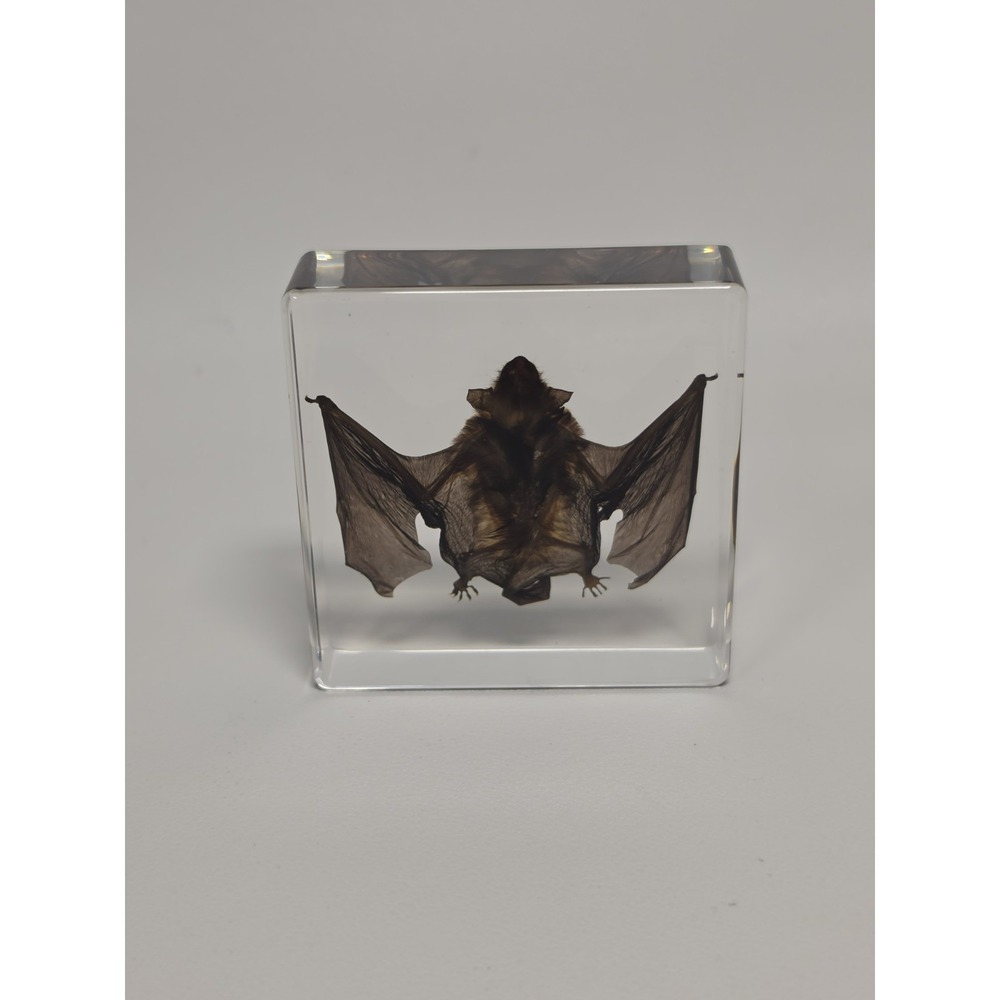 REAL Bat In Resin Block Bat Oddities Weird Strange Odd Creepy Bizarre Mystical - Picture 2 of 5